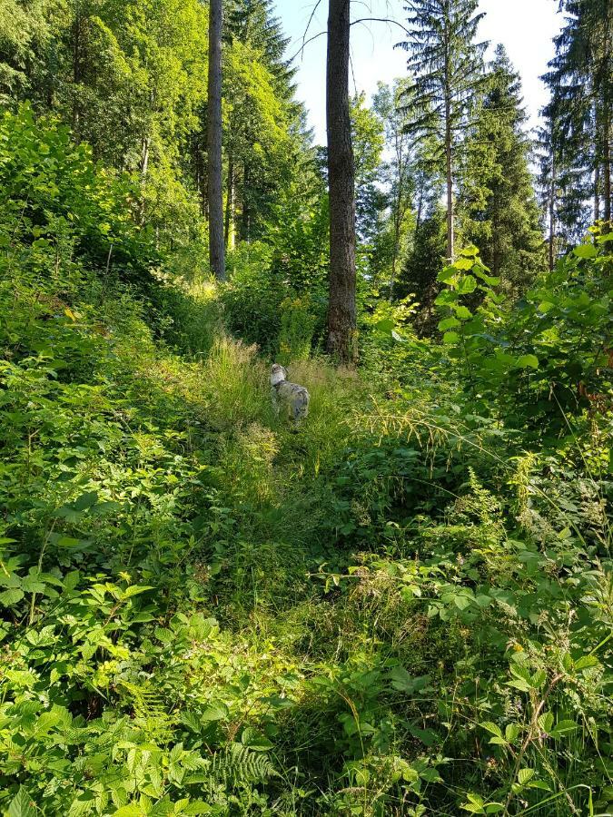 Wiesenblume Lägenhet Schönau im Schwarzwald Exteriör bild